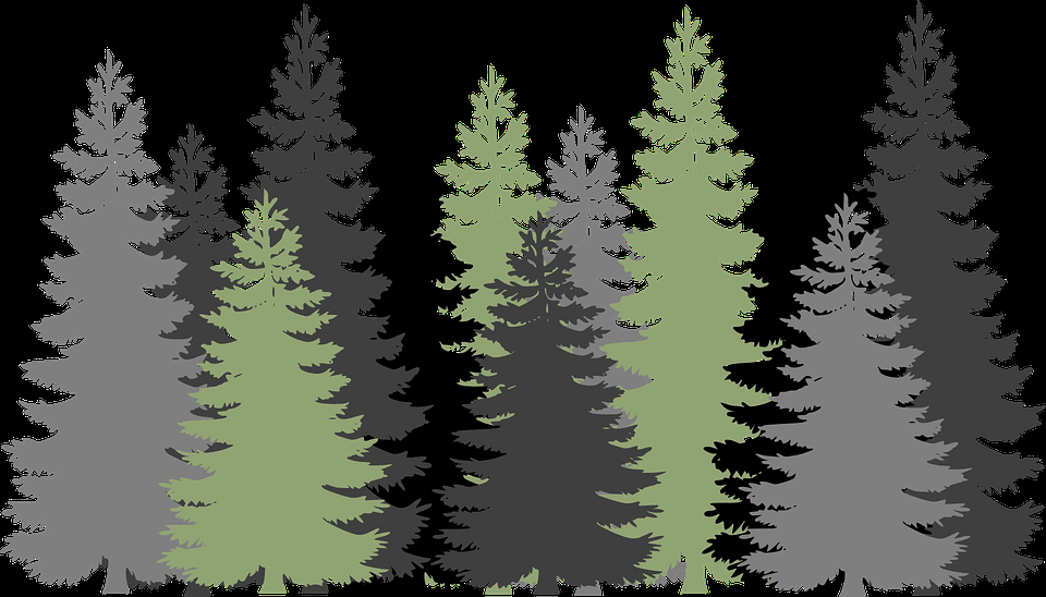 Evergreen Parlour - hair transplant in Indianapolis, IN